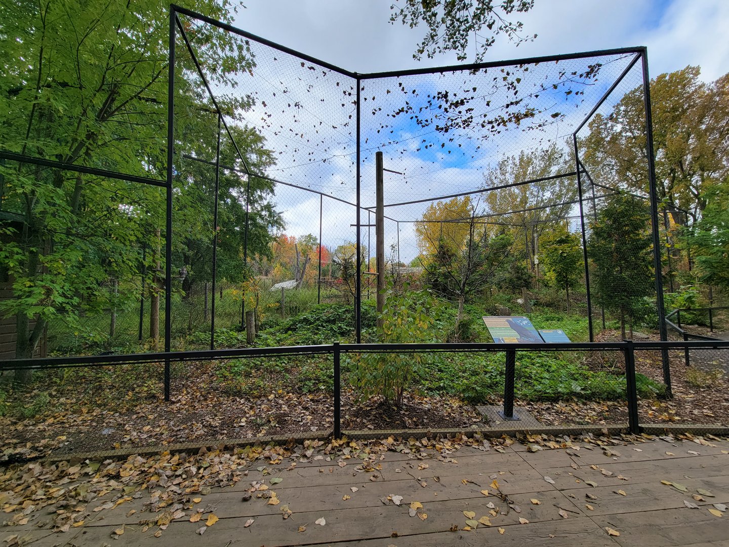 Ecomuseum Zoo - Rough-legged hawk