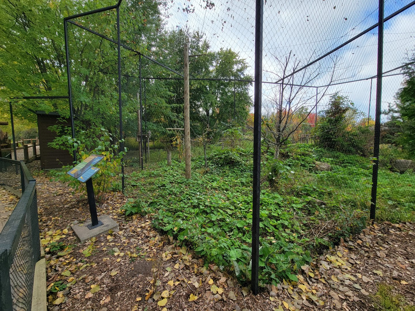 Ecomuseum Zoo - Rough-legged hawk