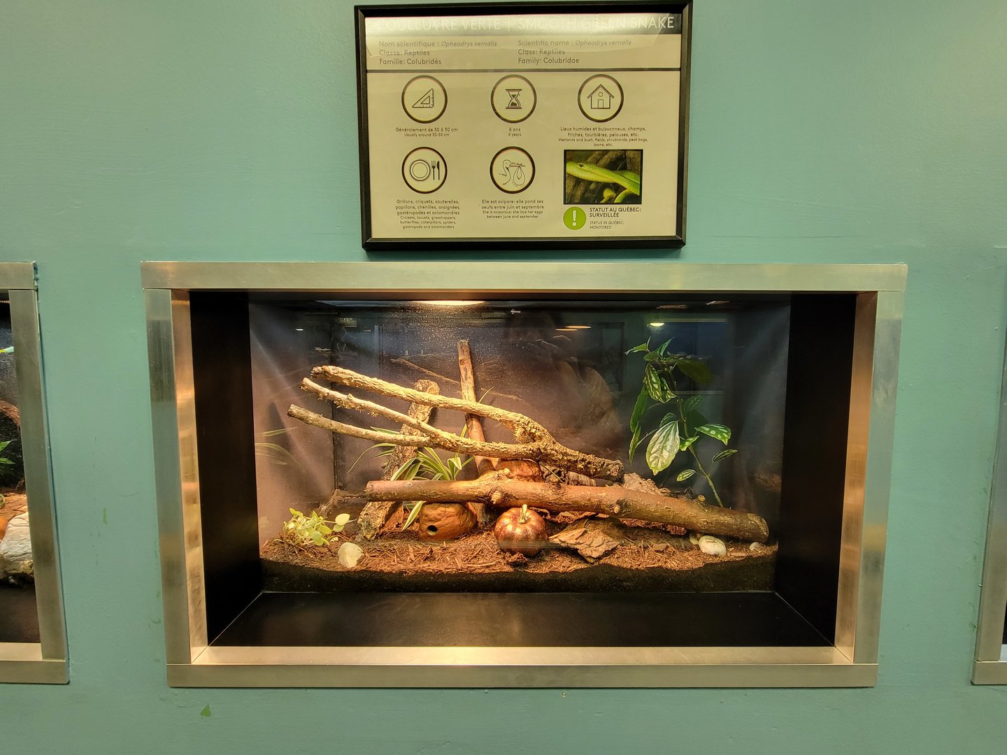 Ecomuseum Zoo - Smooth green snake