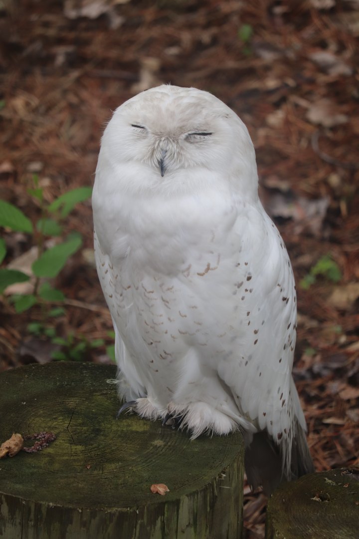Ecomuseum Zoo - Snowy Owl