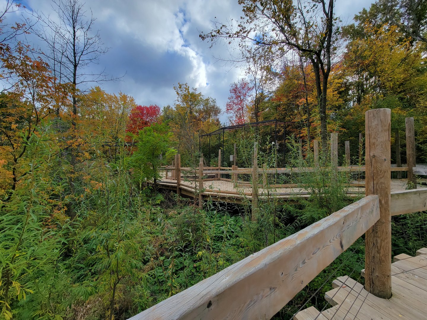 Ecomuseum Zoo - Snowy owl