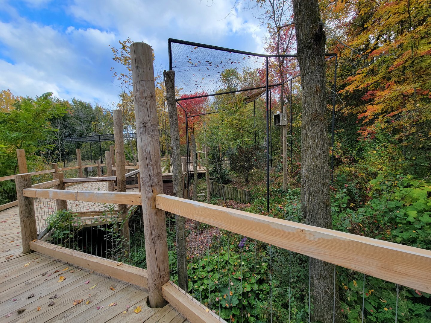 Ecomuseum Zoo - Snowy owl