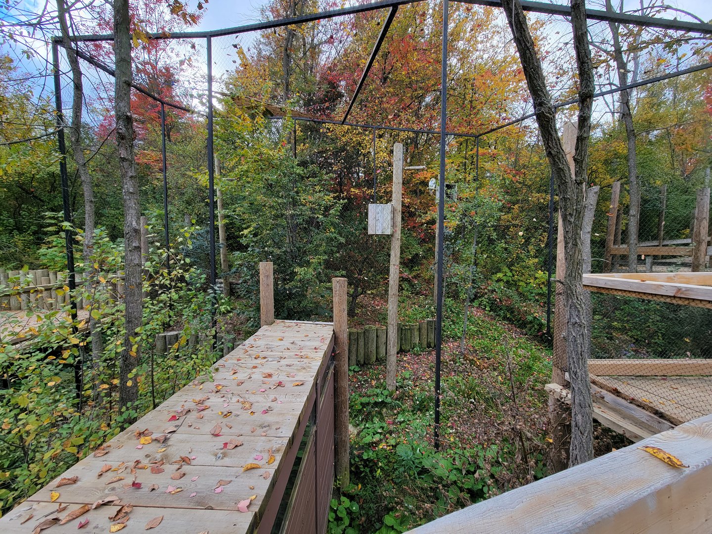 Ecomuseum Zoo - Snowy owl