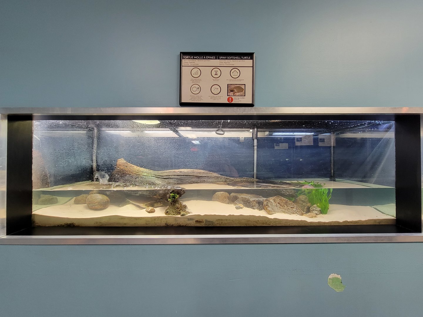 Ecomuseum Zoo - Spiny softshell turtle