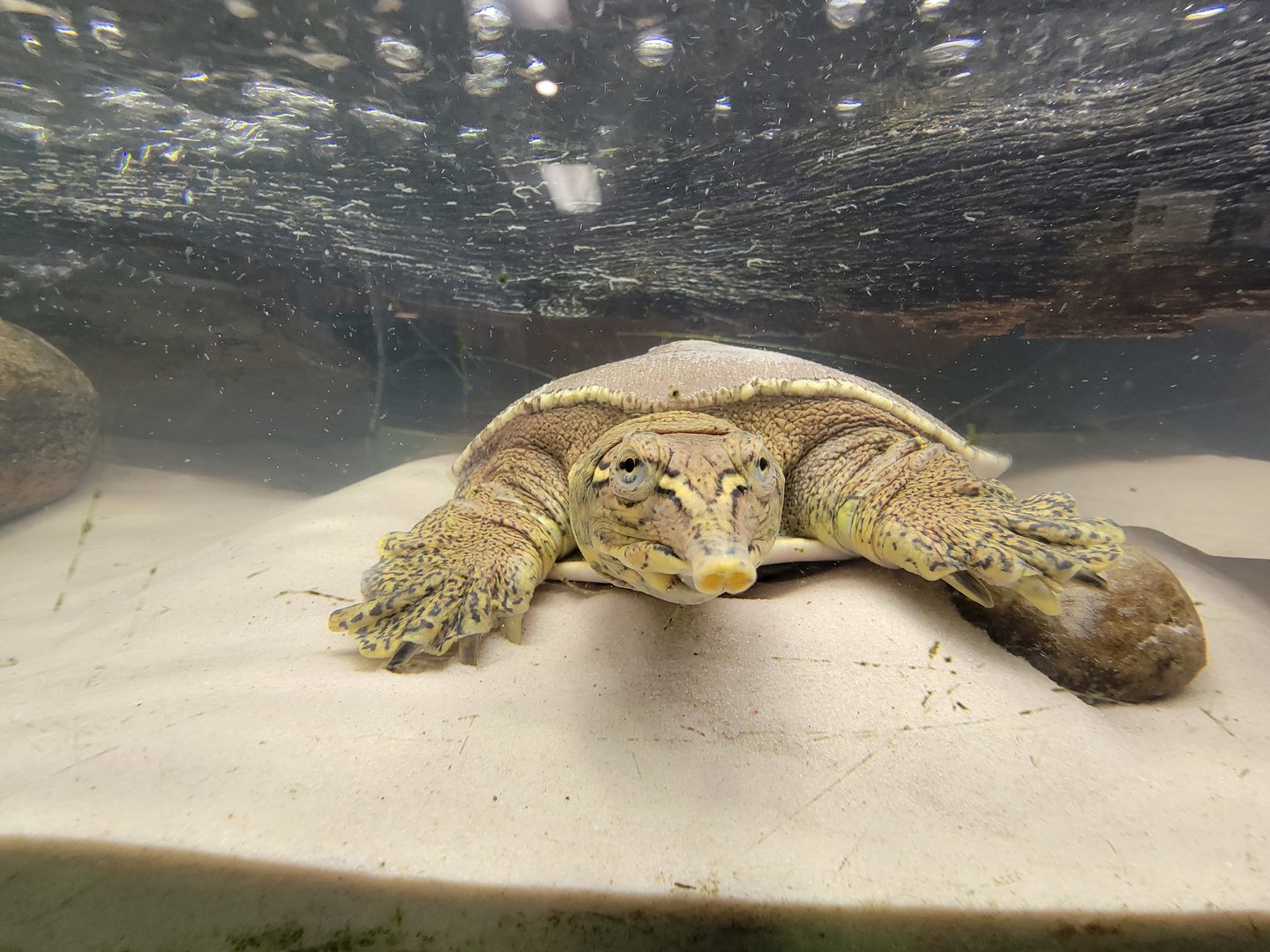 Ecomuseum Zoo - Spiny softshell turtle