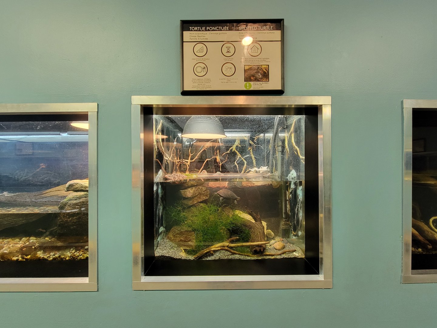 Ecomuseum Zoo - Spotted turtle