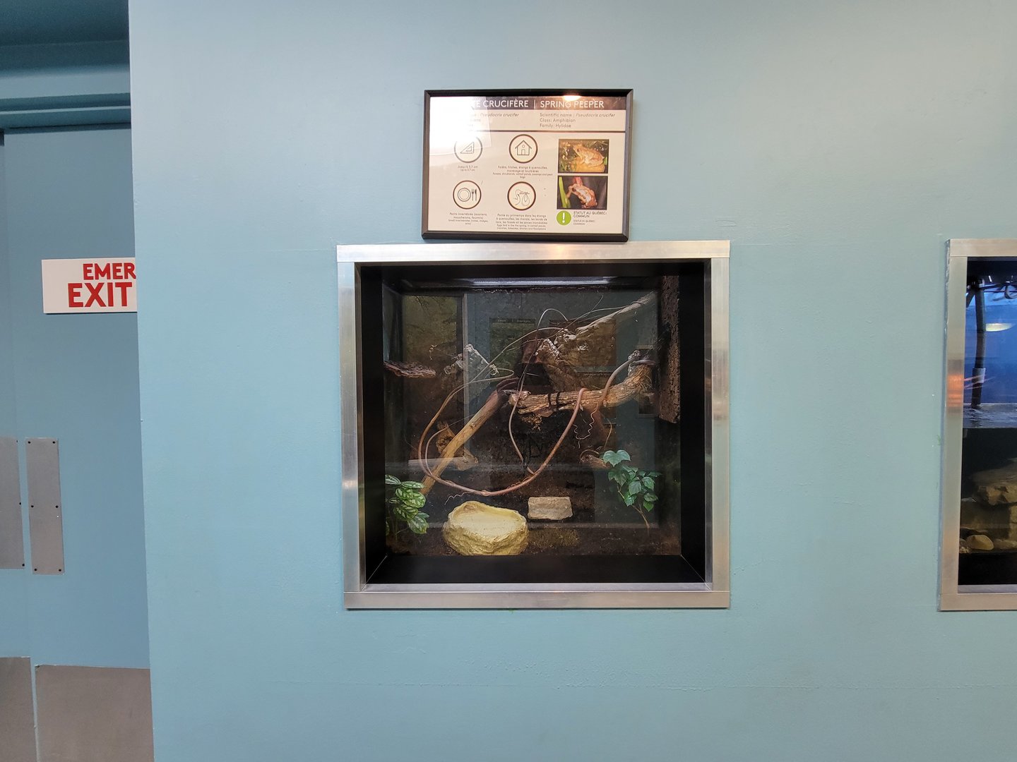 Ecomuseum Zoo - Spring peeper