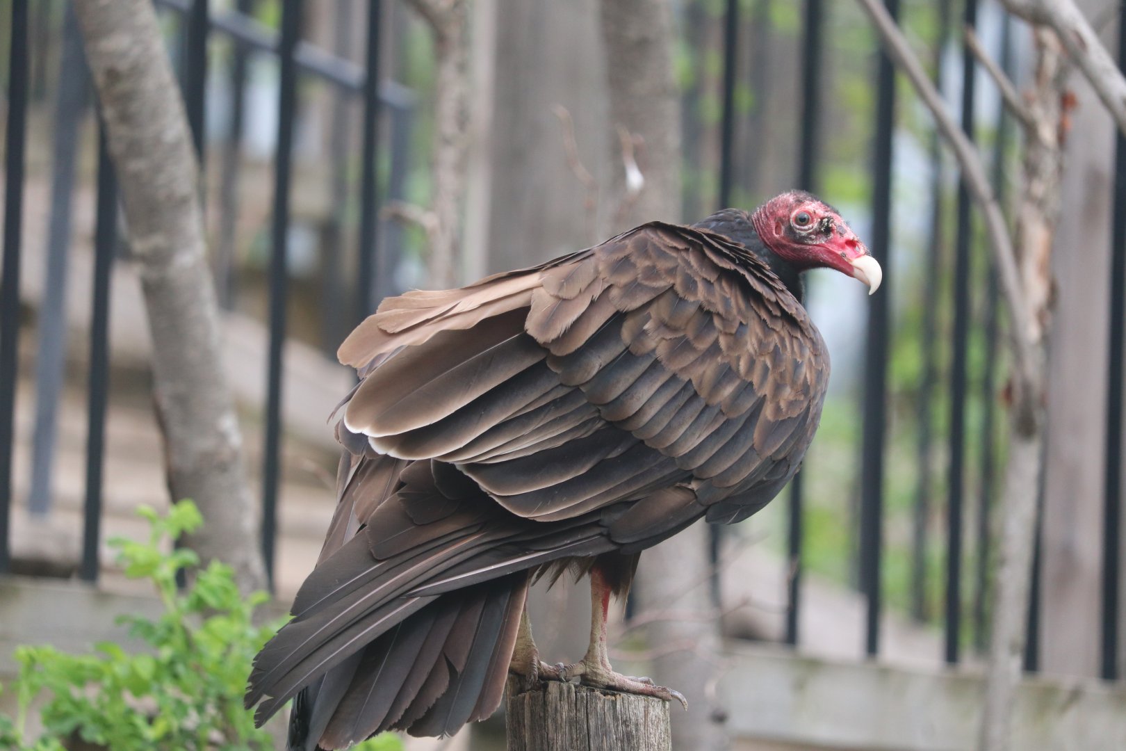 Ecomuseum Zoo - Turkey Vulture