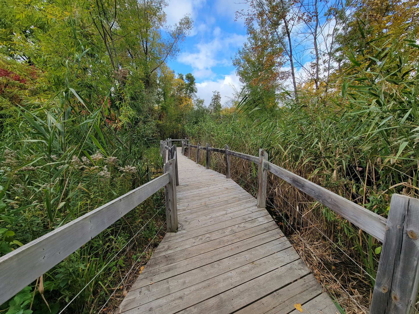 Ecomuseum Zoo - Turtle boardwalk