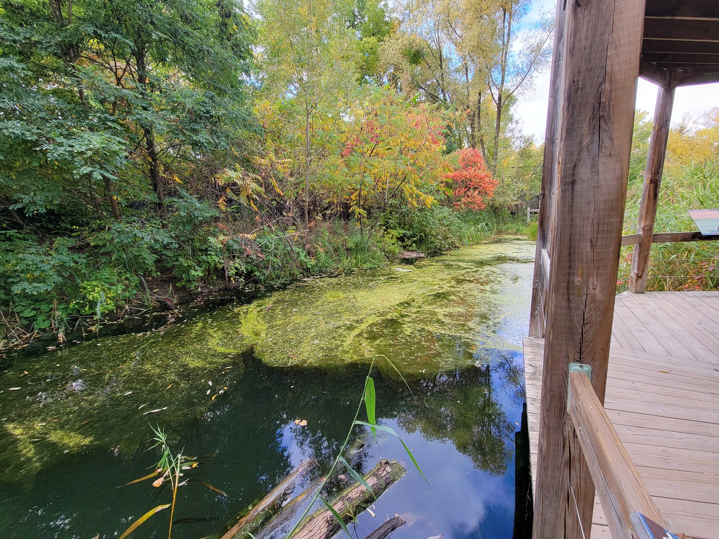 Ecomuseum Zoo - Turtle pond