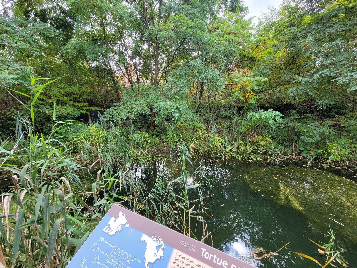 Ecomuseum Zoo - Turtle pond
