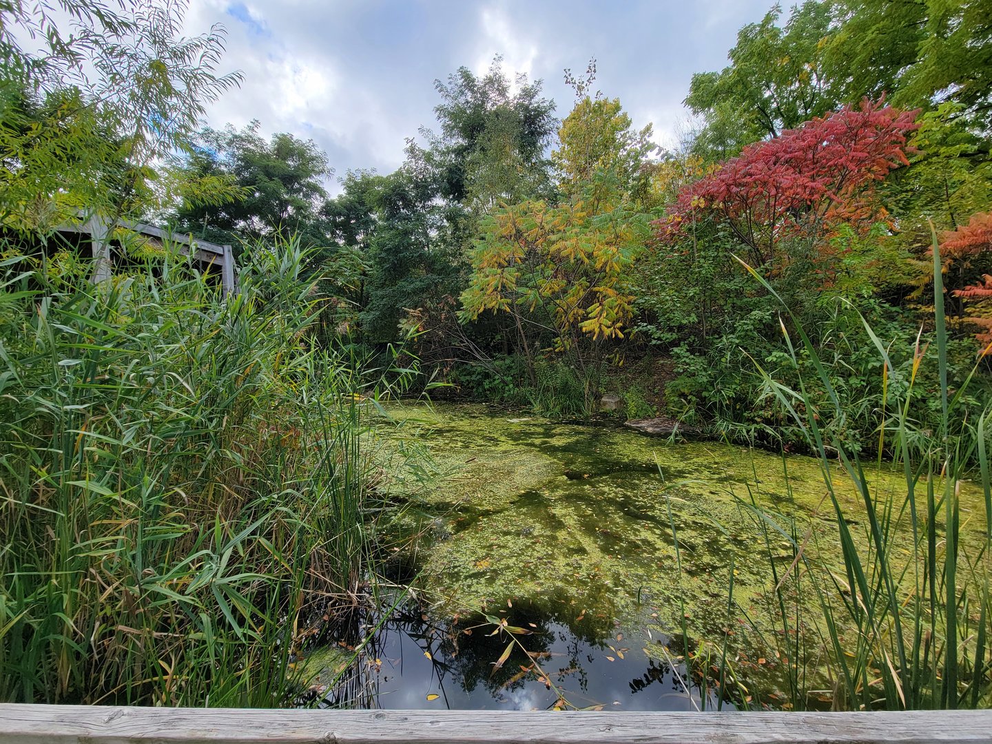 Ecomuseum Zoo - Turtle pond