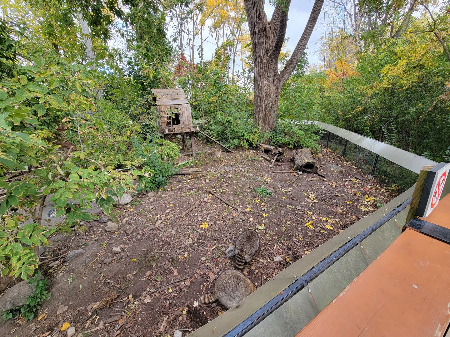 Ecomuseum Zoo - Very large raccoons