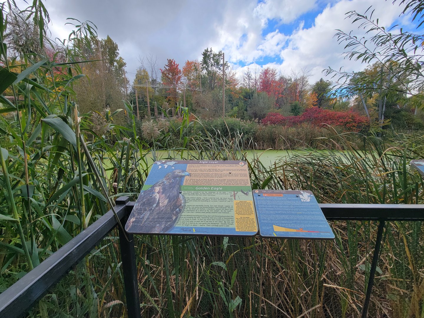 Ecomuseum Zoo - View from across pond of golden, bald eagle exhibit