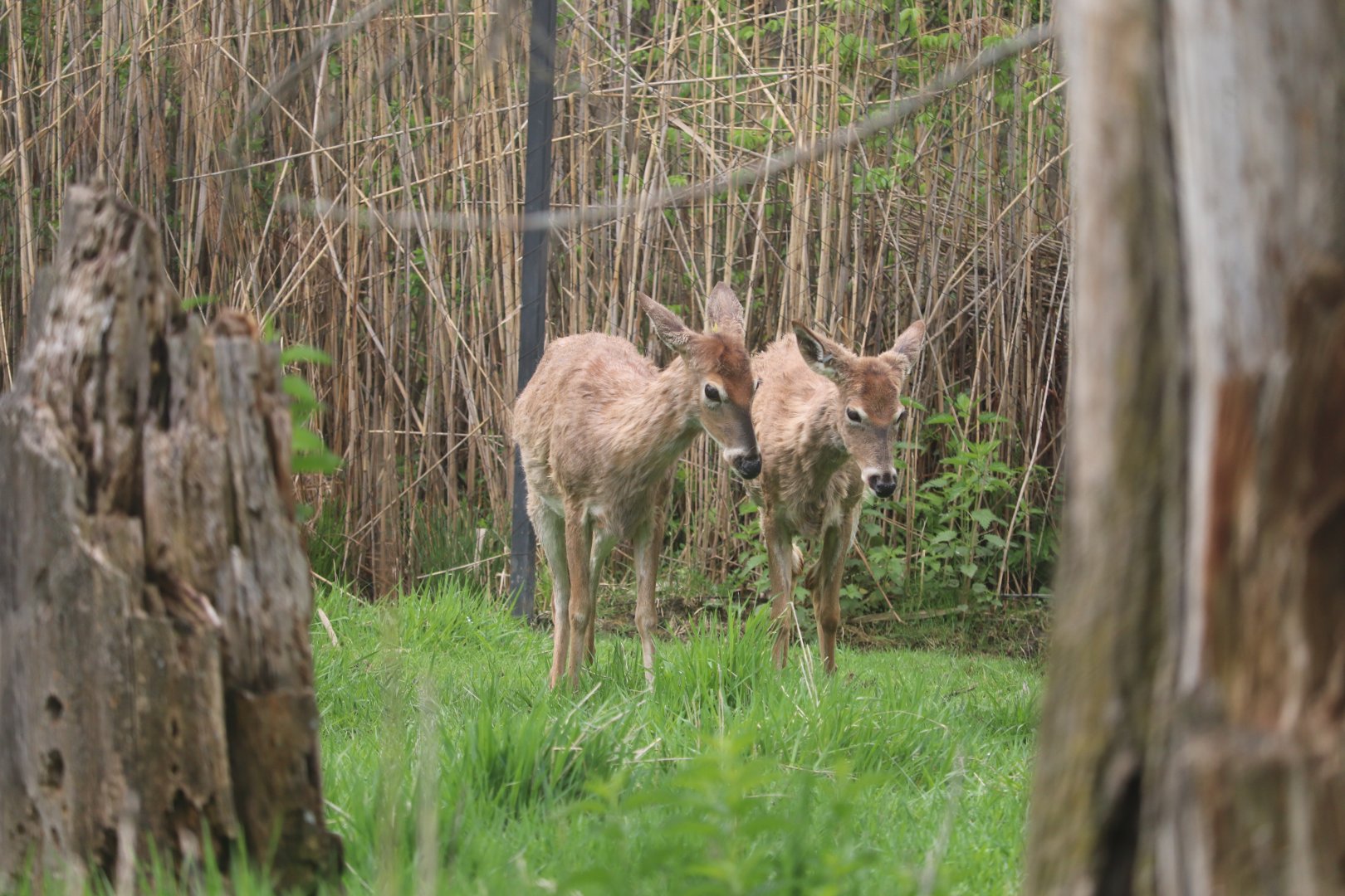 Ecomuseum Zoo - White-Tailed Deer
