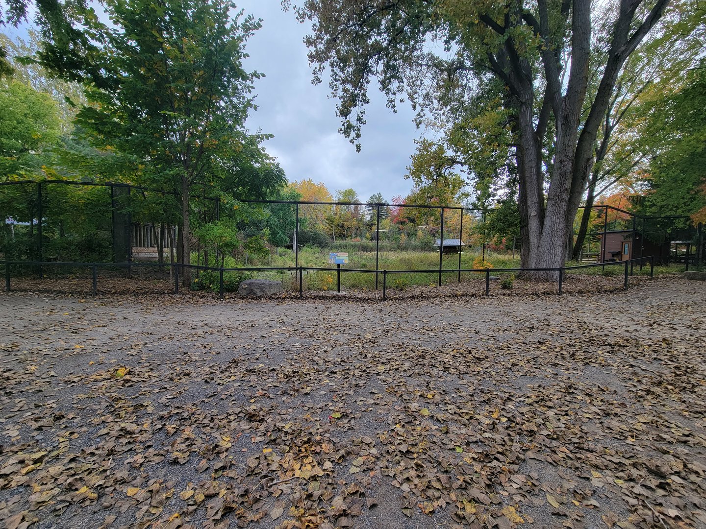 Ecomuseum Zoo - Whitetail deer