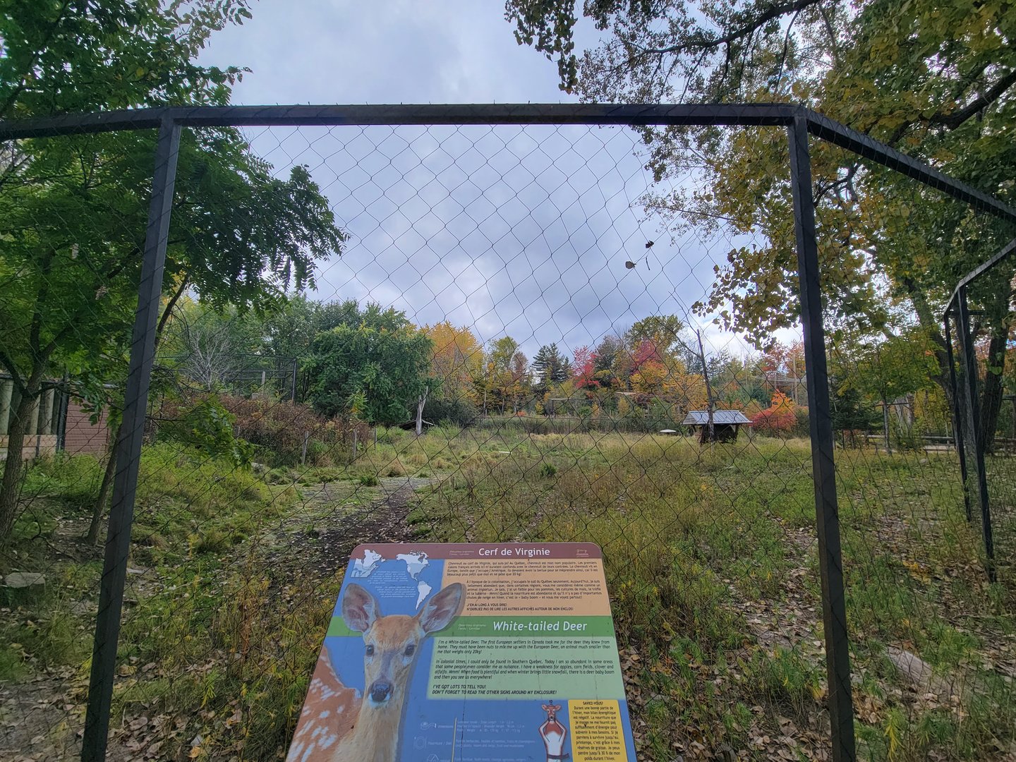 Ecomuseum Zoo - Whitetail deer