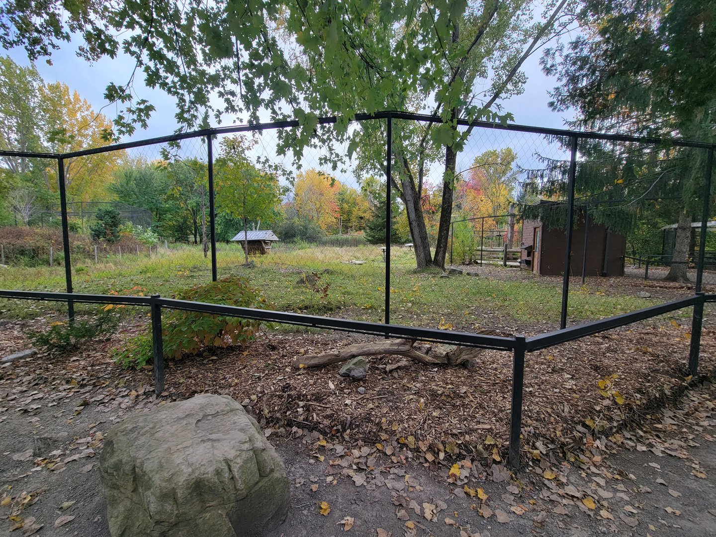 Ecomuseum Zoo - Whitetail deer