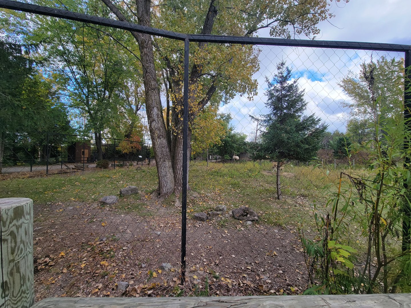 Ecomuseum Zoo - Whitetail deer