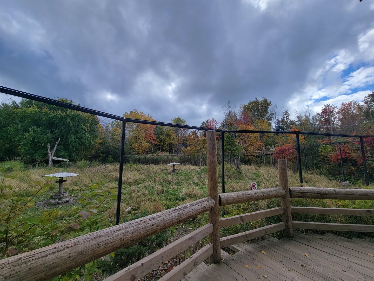 Ecomuseum Zoo - Whitetail deer