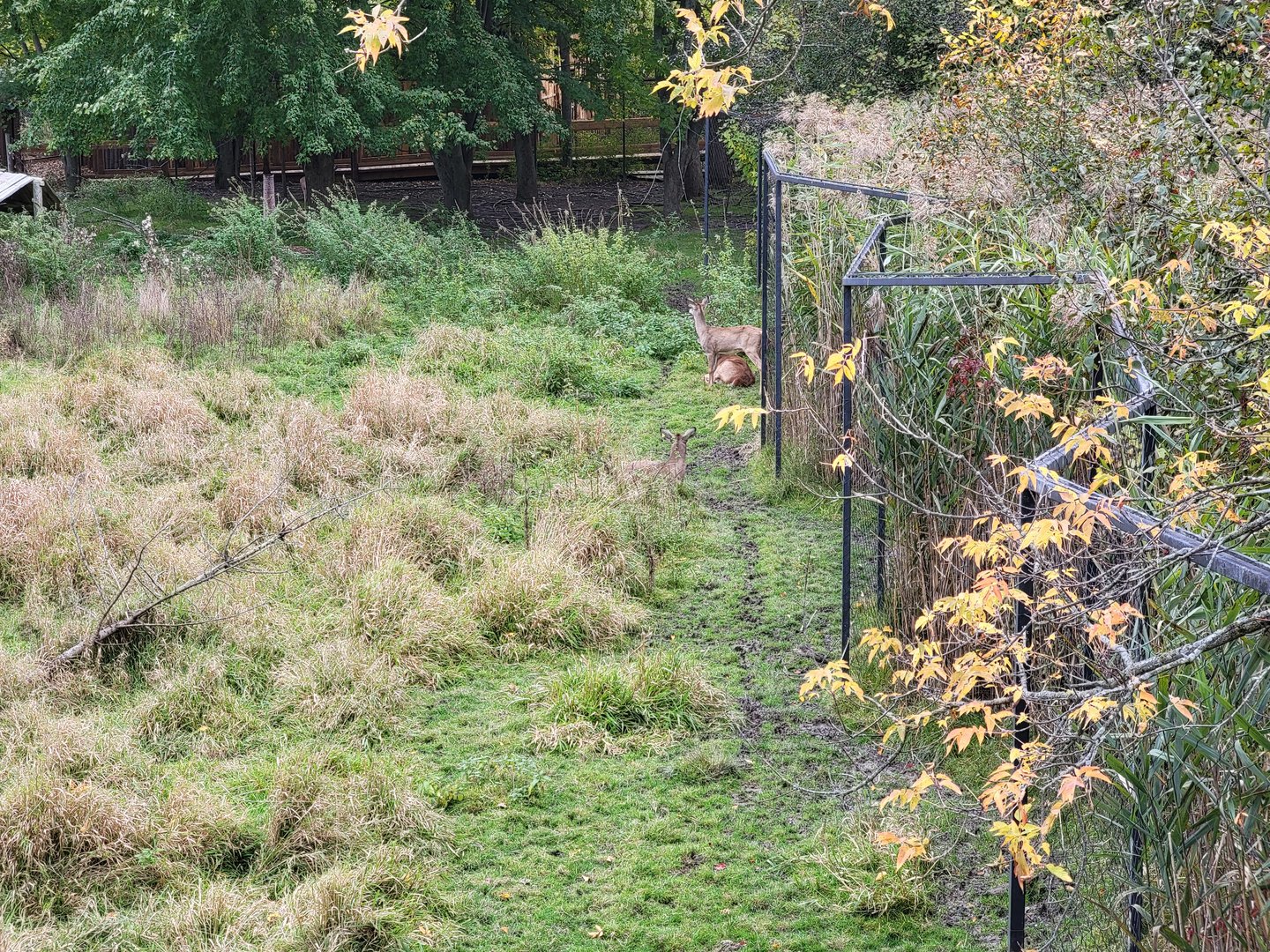 Ecomuseum Zoo - Whitetail deer