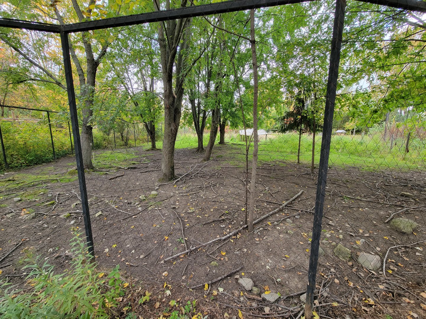 Ecomuseum Zoo - Whitetail deer