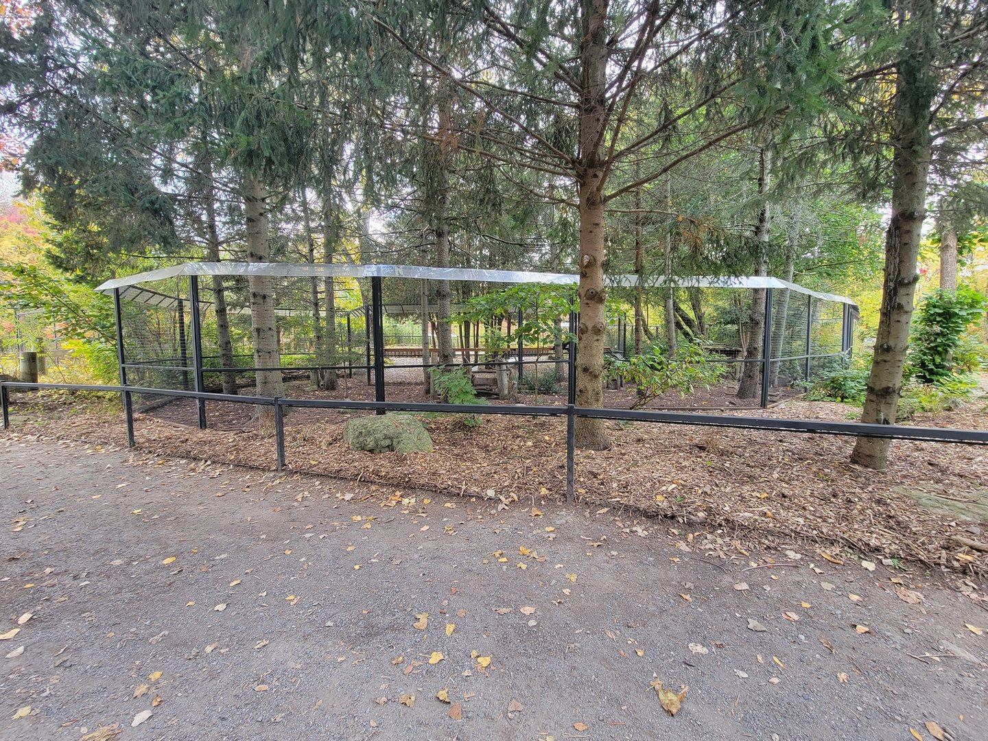 Ecomuseum Zoo - Wild turkey