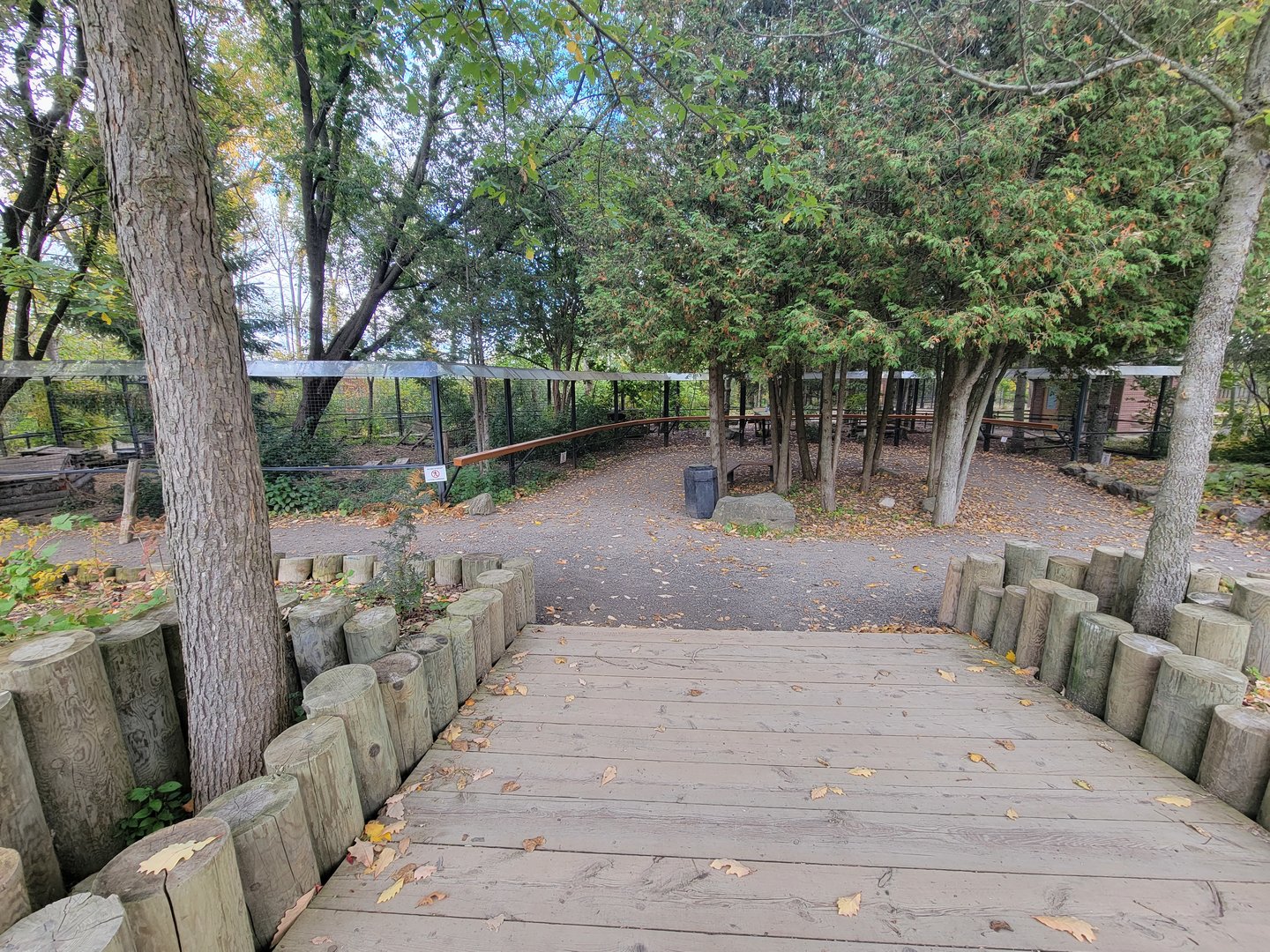 Ecomuseum Zoo - Wild turkey