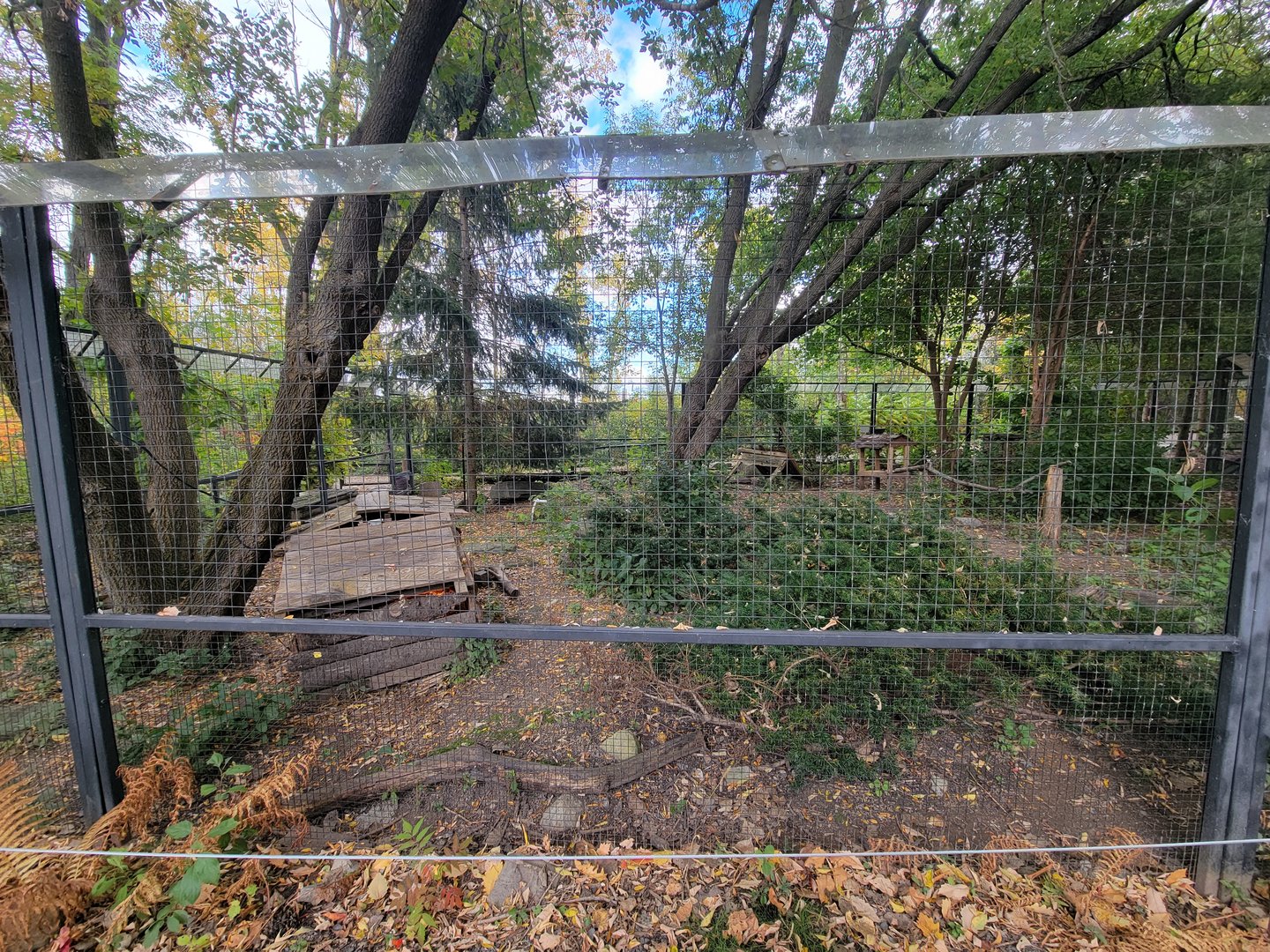 Ecomuseum Zoo - Wild turkey