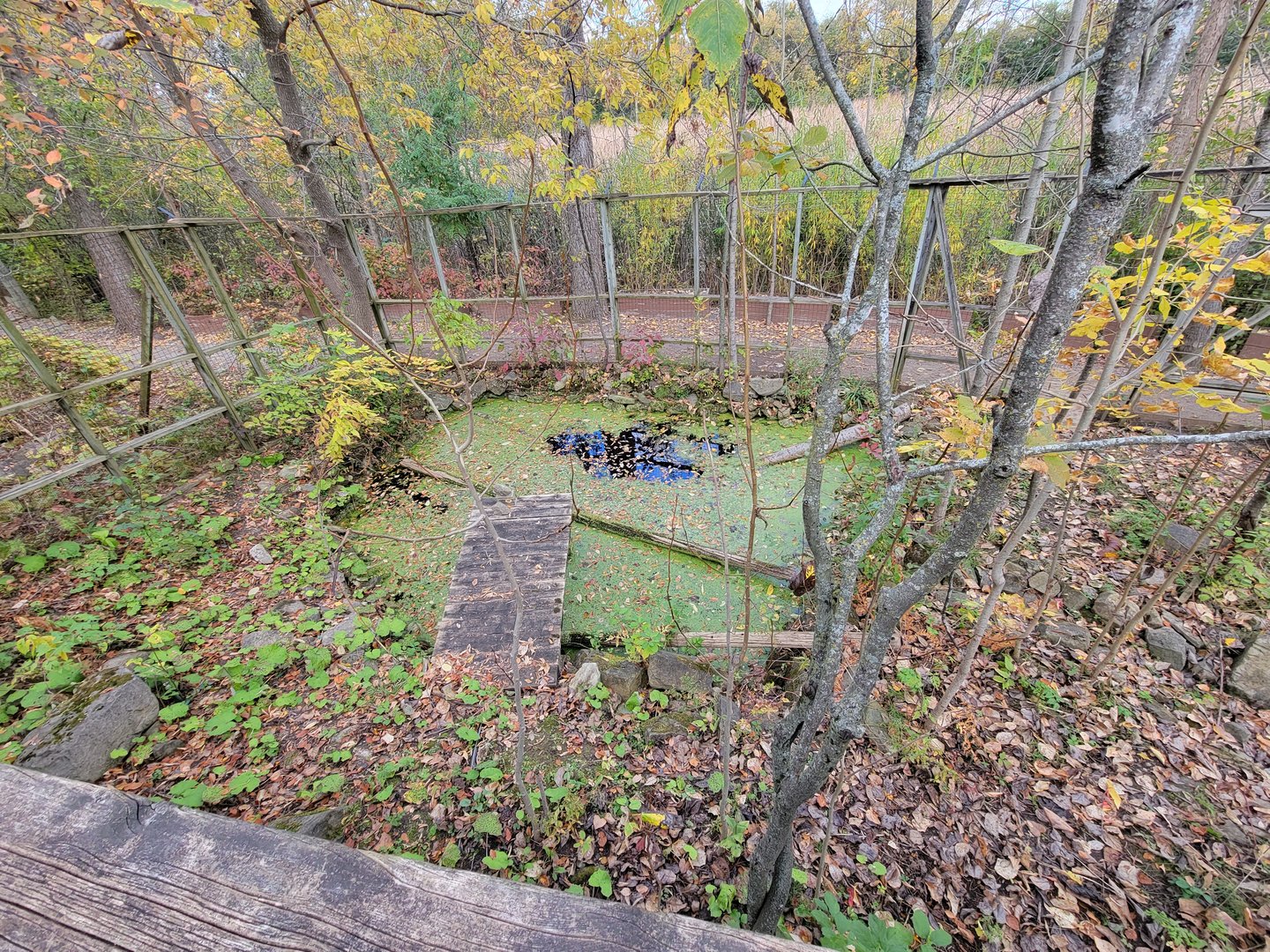 Ecomuseum Zoo - Wood turtle outdoor area