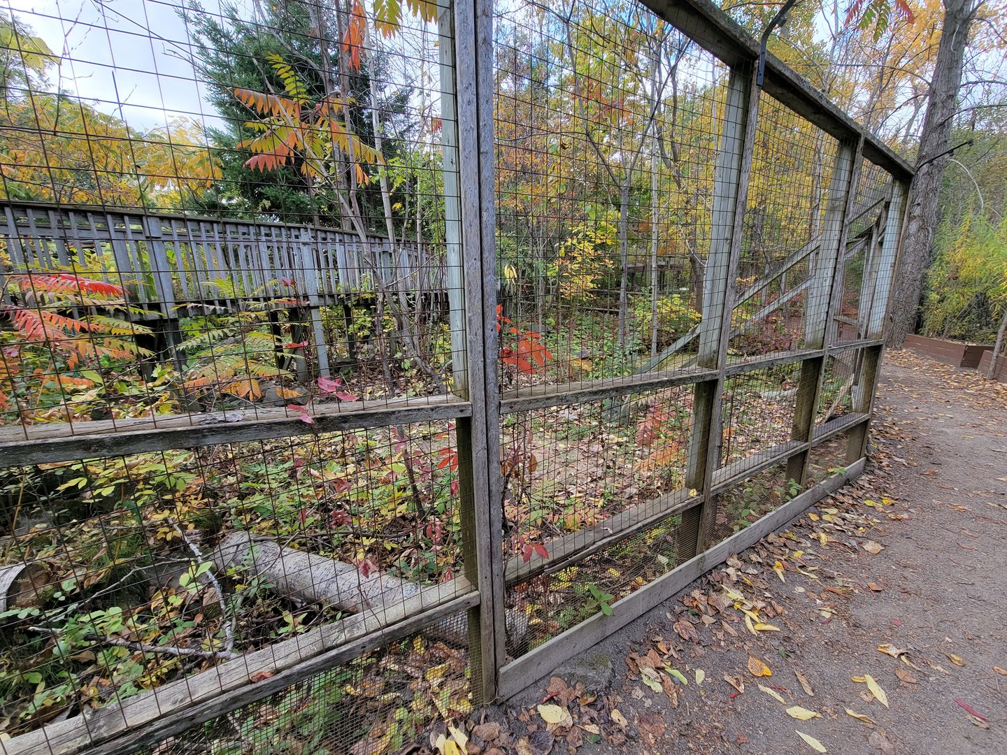 Ecomuseum Zoo - Wood turtle outdoor area