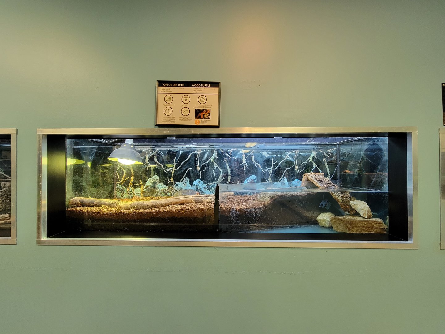 Ecomuseum Zoo - Wood turtle