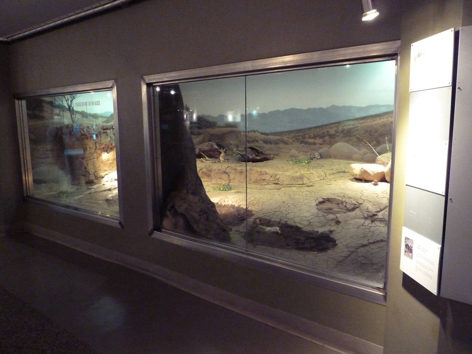 Ecostation - Chuckwalla/Cottontail/Desert Tortoise Exhibit