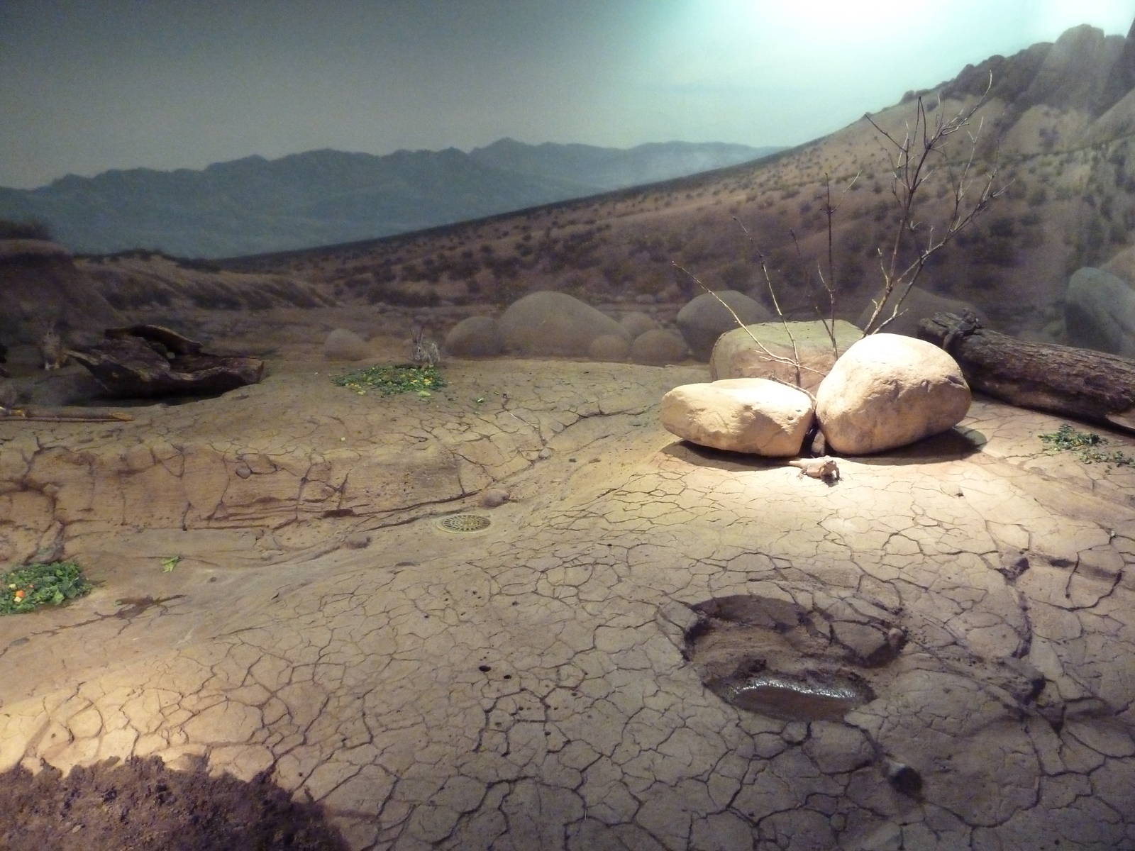 Ecostation - Chuckwalla/Cottontail/Desert Tortoise Exhibit