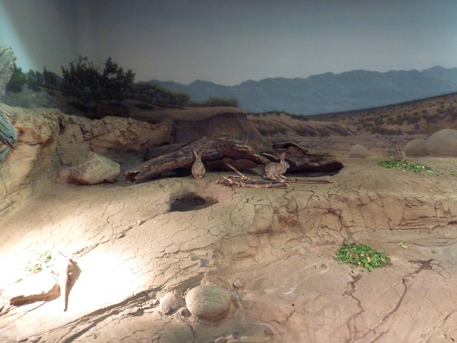Ecostation - Chuckwalla/Cottontail/Desert Tortoise Exhibit