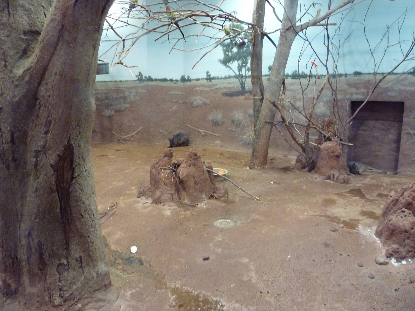 Ecostation - Dama Wallaby/Princess Parrot/Cloncurry Parrot/Bourque's Parrot