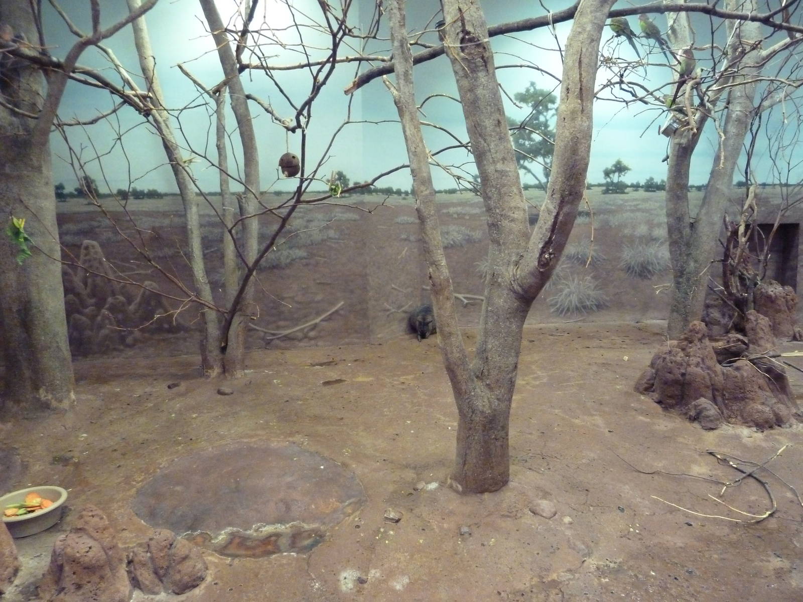 Ecostation - Dama Wallaby/Princess Parrot/Cloncurry Parrot/Bourque's Parrot