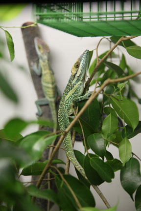 Ecosystems - April 5, 2010