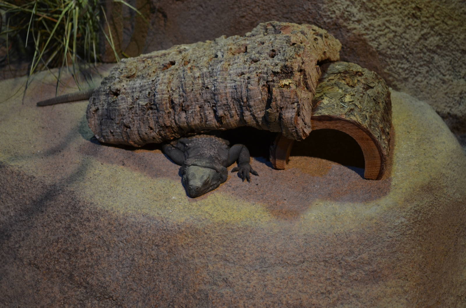 Ecosystems - Chuckwalla