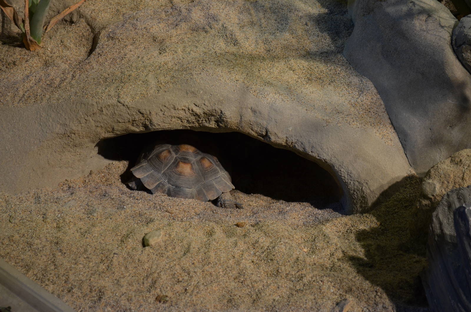 Ecosystems - Desert Tortoise