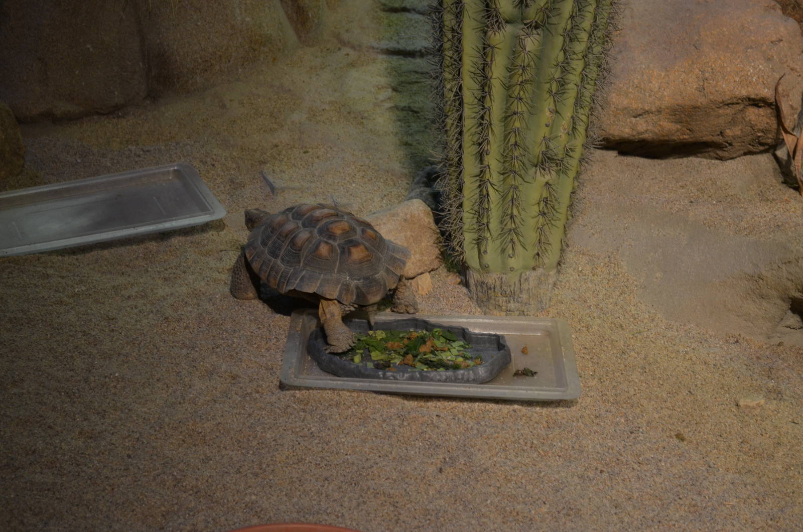 Ecosystems - Desert Tortoise