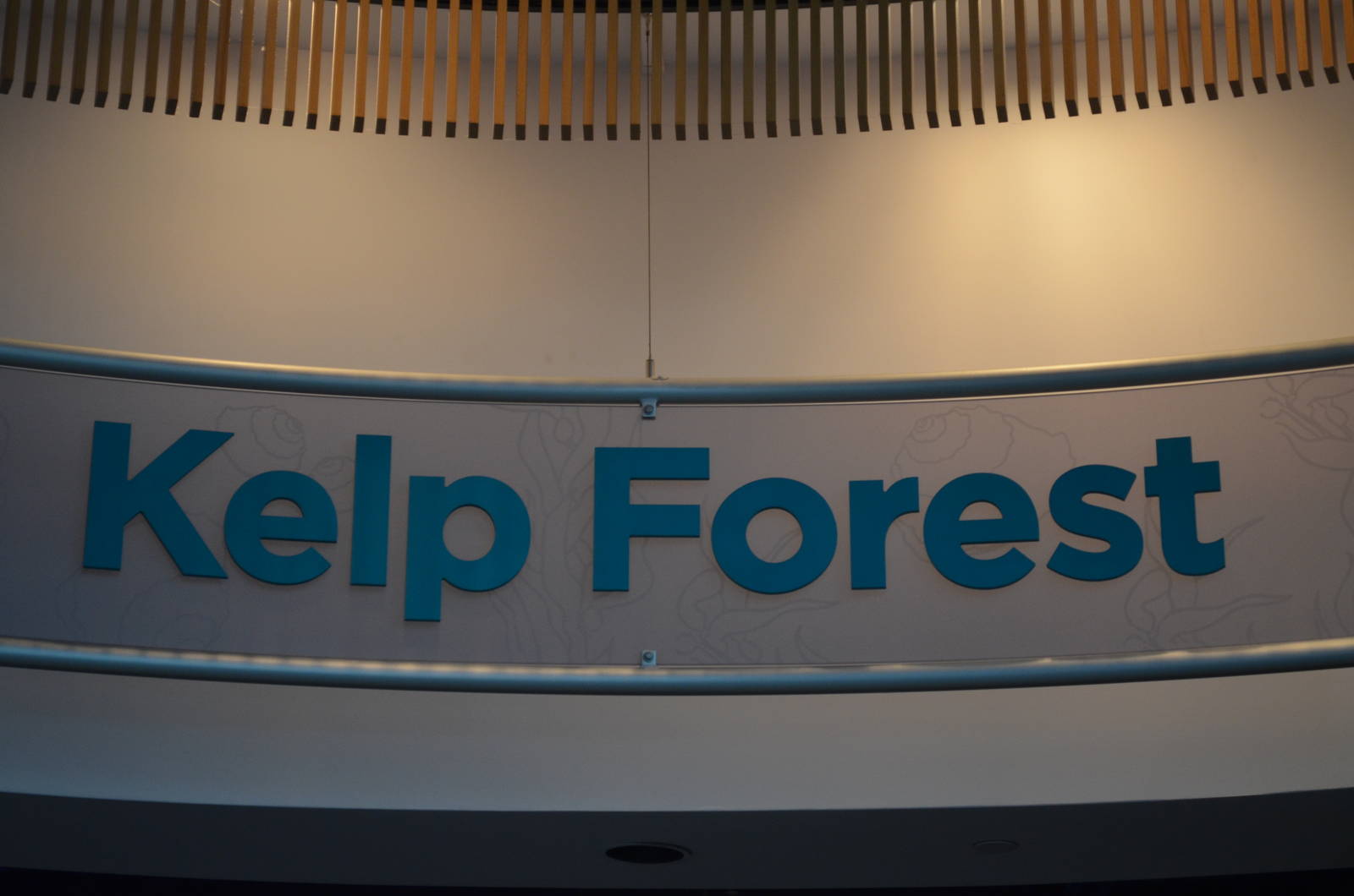 Ecosystems - Kelp Forest