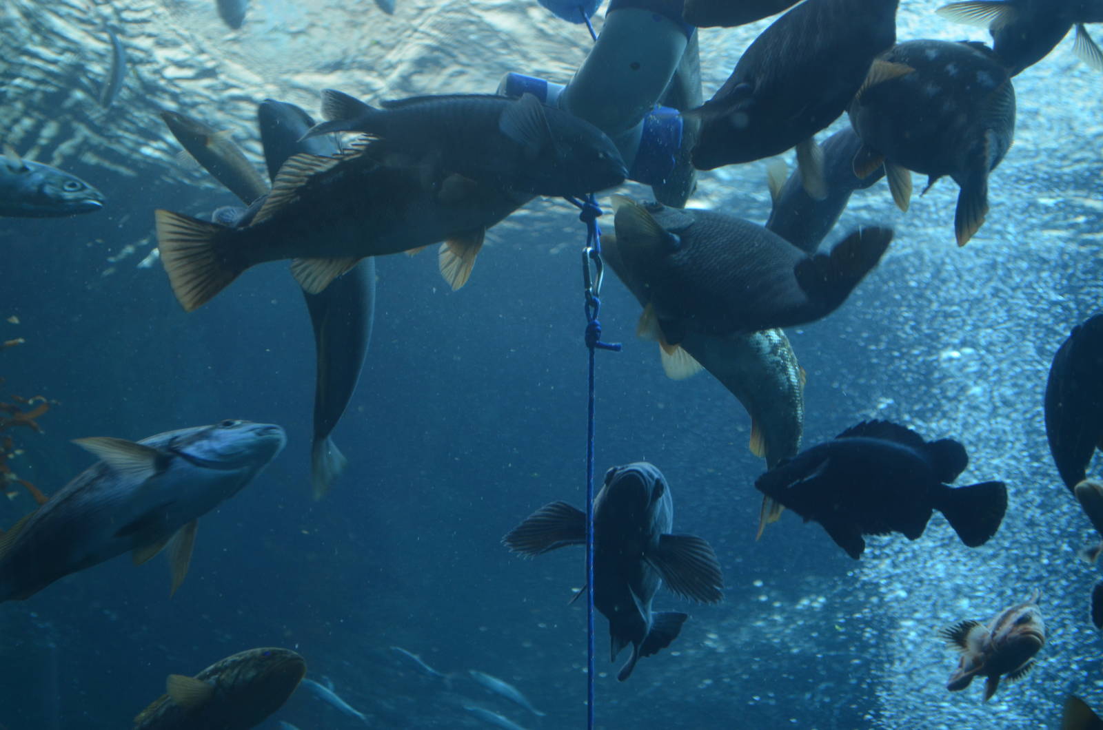 Ecosystems - Kelp Forest