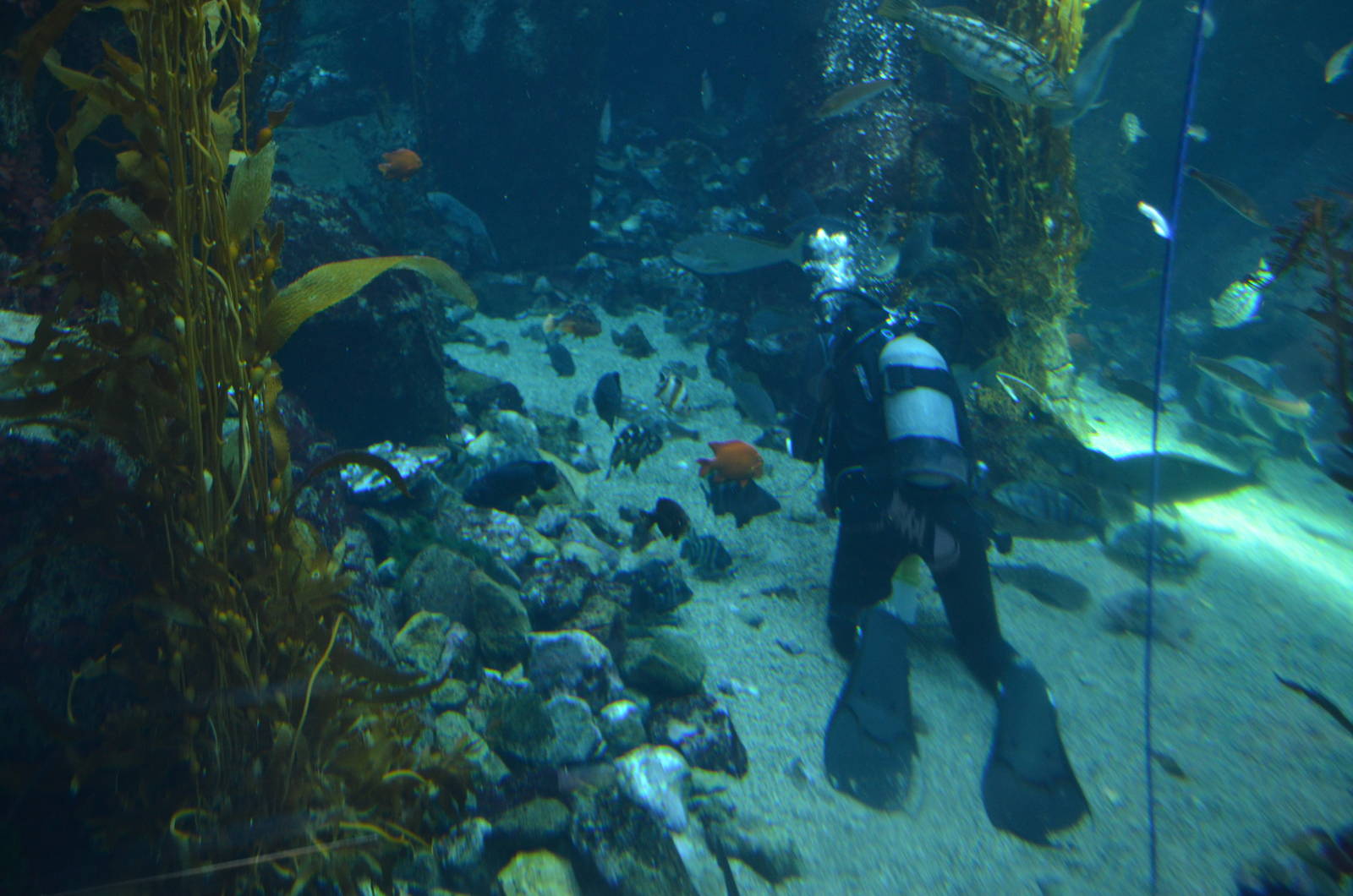 Ecosystems - Kelp Forest
