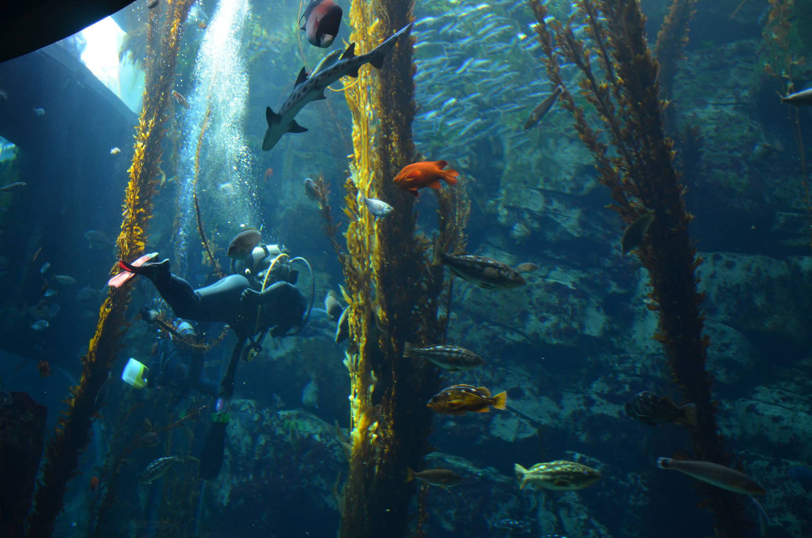 Ecosystems - Kelp Forest