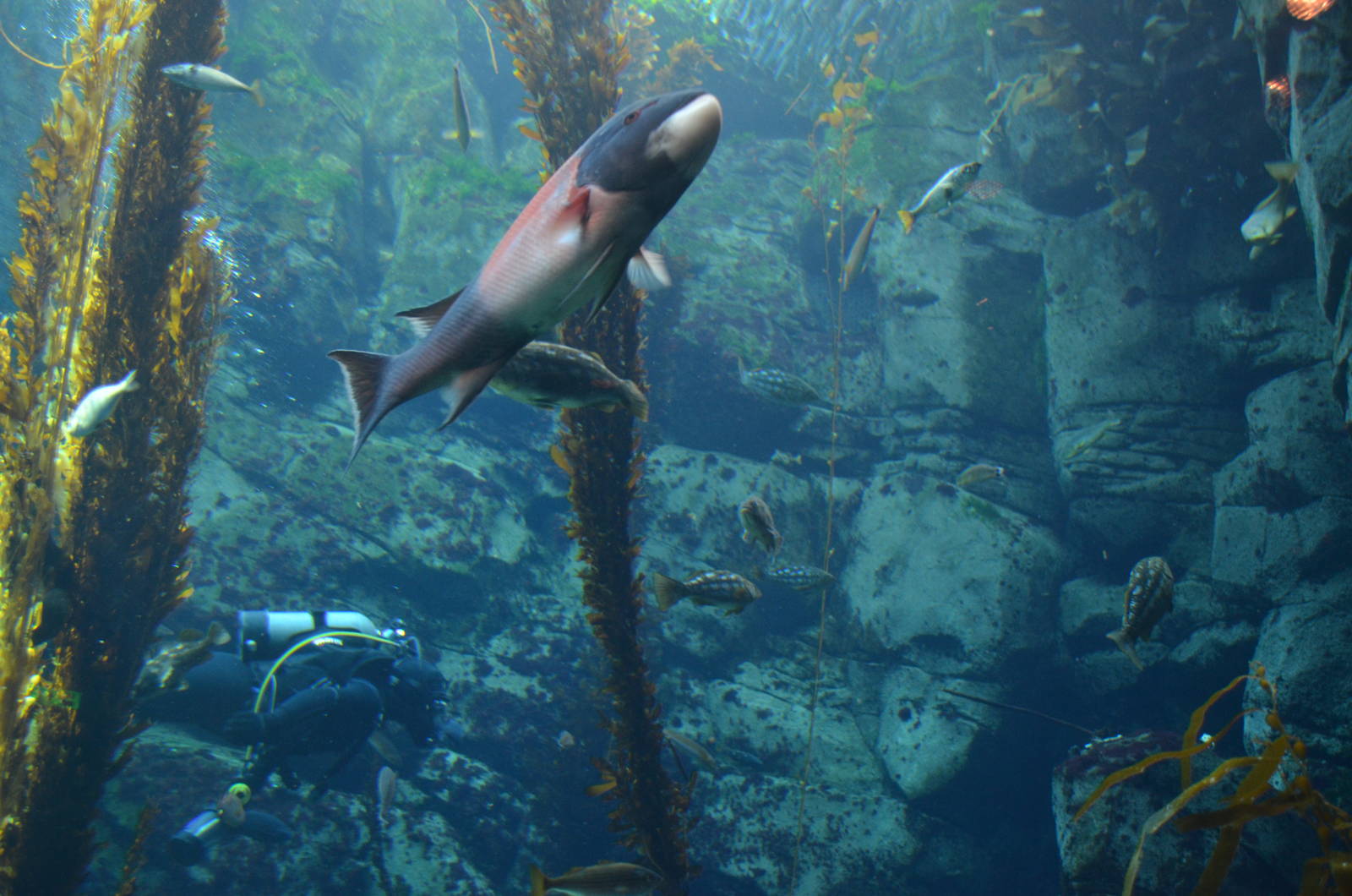 Ecosystems - Kelp Forest