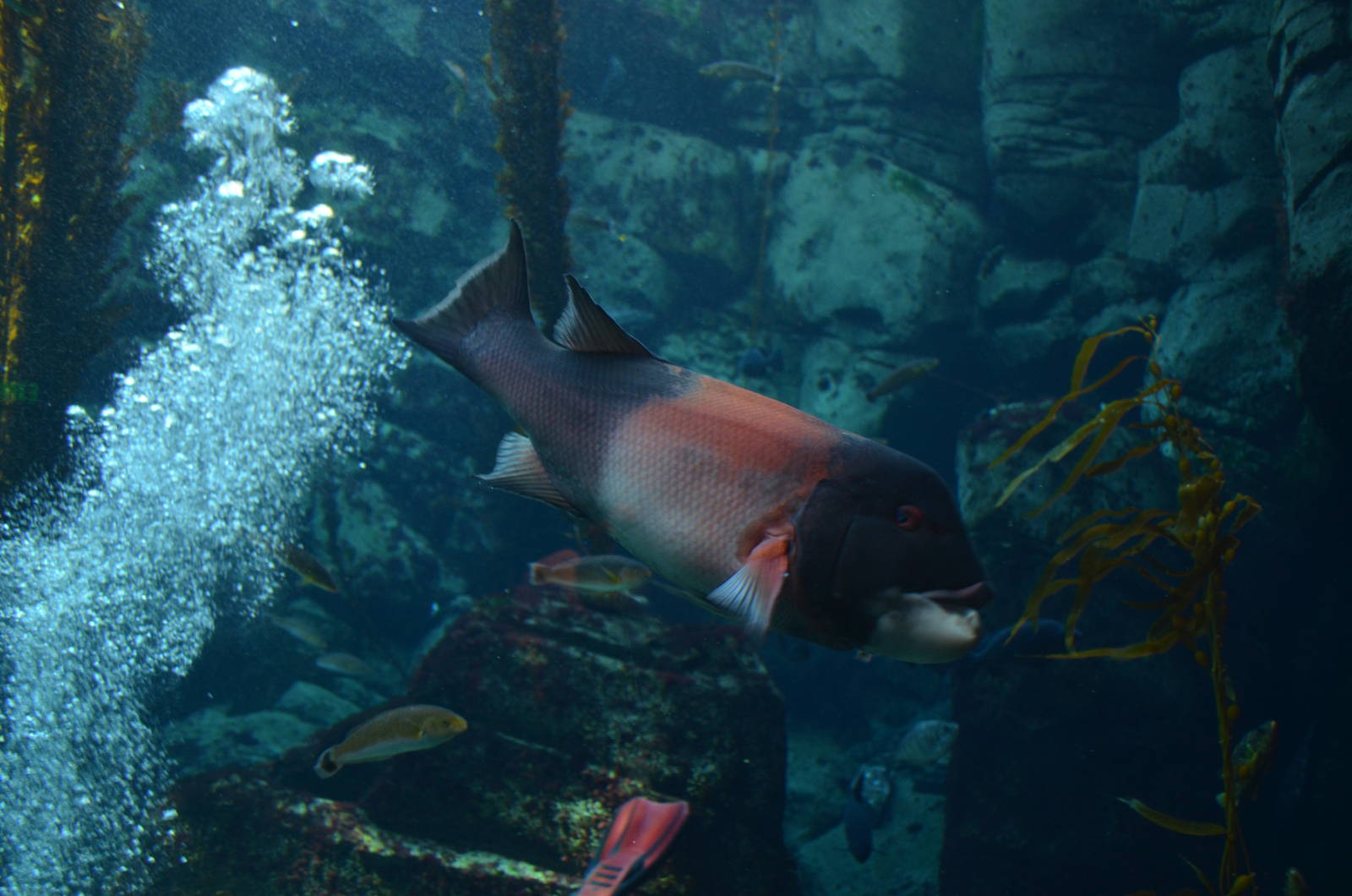 Ecosystems - Kelp Forest