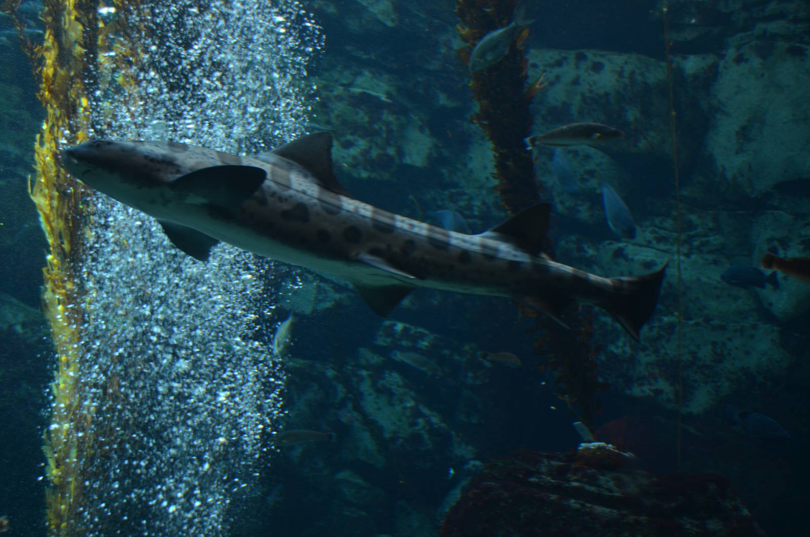 Ecosystems - Kelp Forest