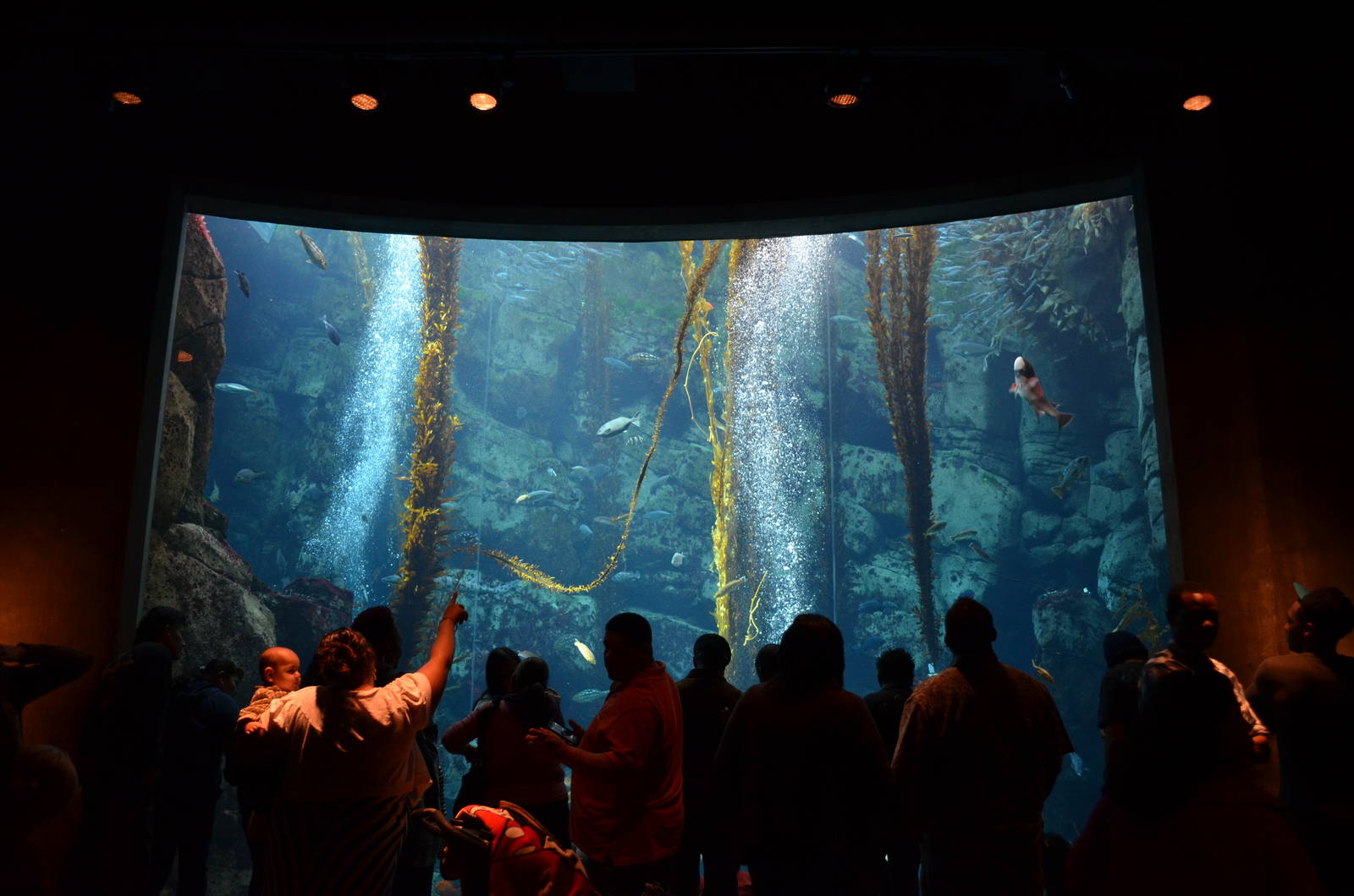 Ecosystems - Kelp Forest