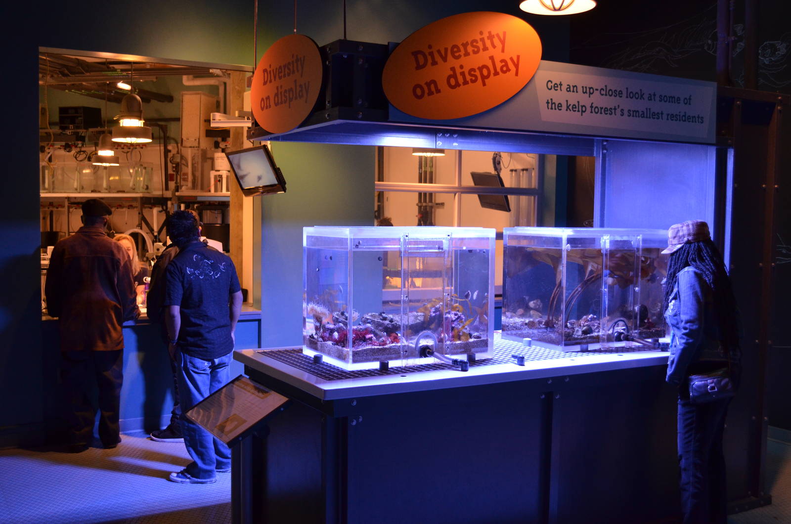 Ecosystems - Kelp Forest